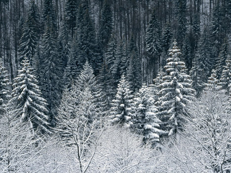 Картины   зимний пейзаж: самые красивые