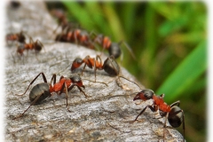 Уничтожение муравьев и его особенности